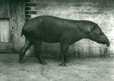 Ein brasilianischer oder südamerikanischer Tapir im Londoner Zoo, September 1922 von Frederick William Bond